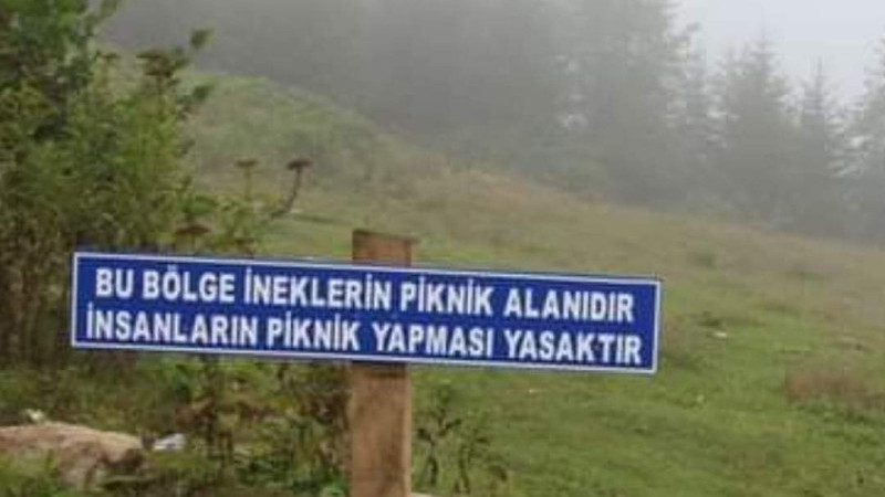 İneklerin Piknik Alanı: İnsanlara Yasak!