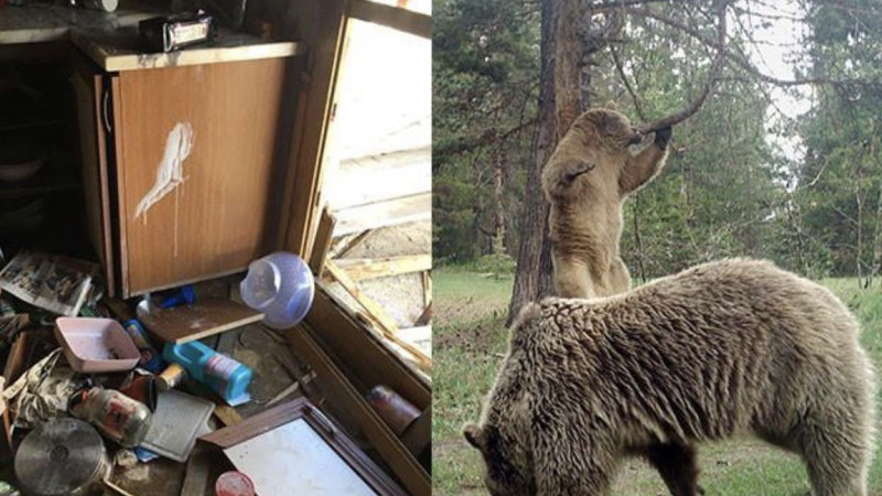 Ayılar Sis Dağı Yaylası’nda Yeniden Ortaya Çıktı: Yayla Evlerine Zarar Verdiler