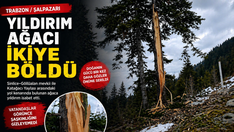 Yıldırım Ağacı İkiye Böldü