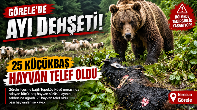 GÖRELE’DE AYI DEHŞETİ: 25 KÜÇÜKBAŞ HAYVAN TELEF OLDU