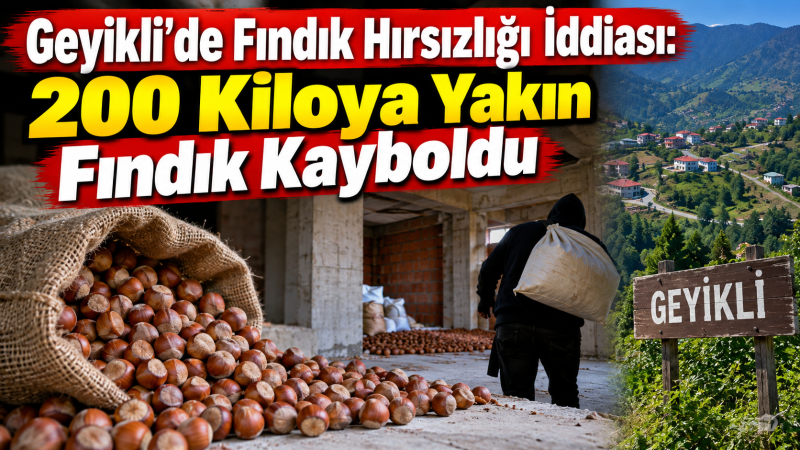 Geyikli’de Fındık Hırsızlığı İddiası: 200 Kiloya Yakın Fındık Kayboldu
